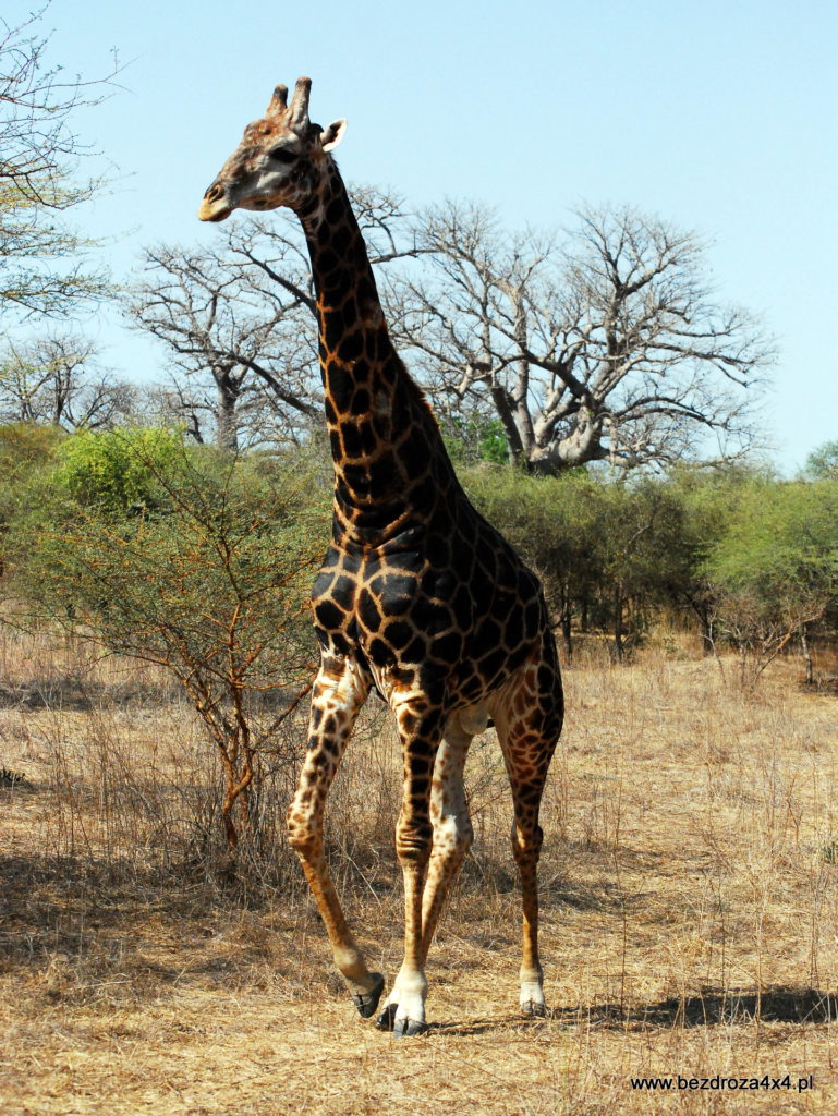 Żyrafa w rezerwacie Bandia