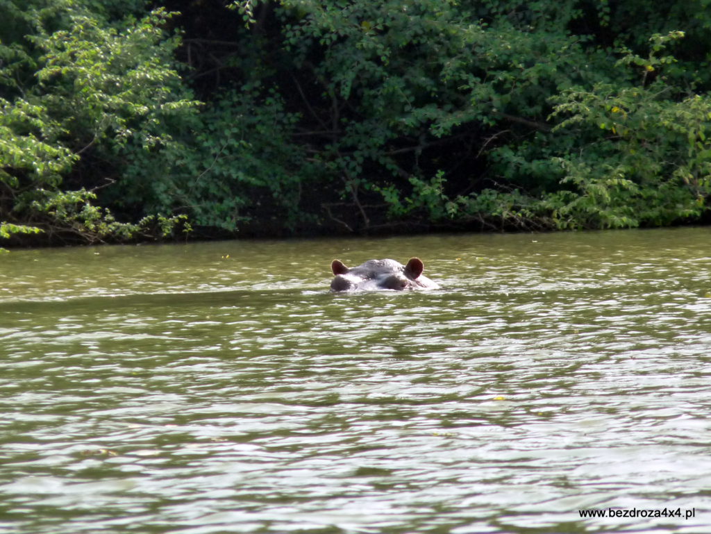 Hipopotam w rzece Gambii