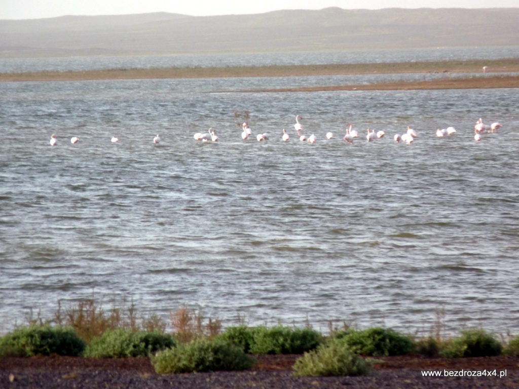Flamingi na jeziorze na pustyni. Nigdy potem ich nie spotkałem, jeziora też nie...