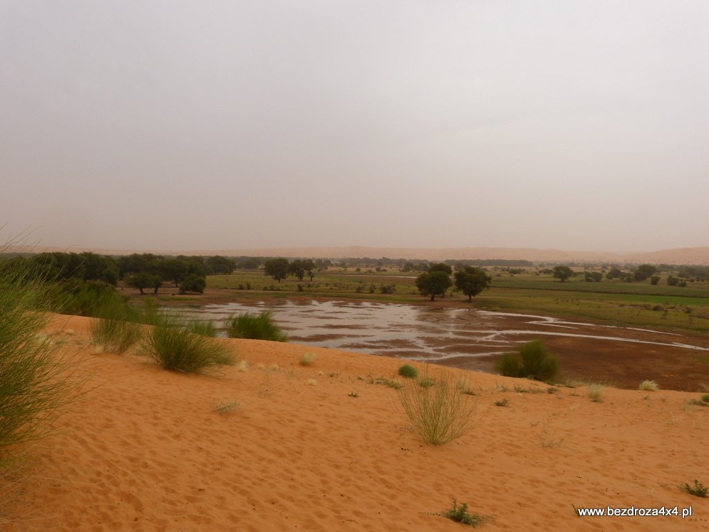 Pierwsze plantacje w Mauretanii - w końcu jest mokro