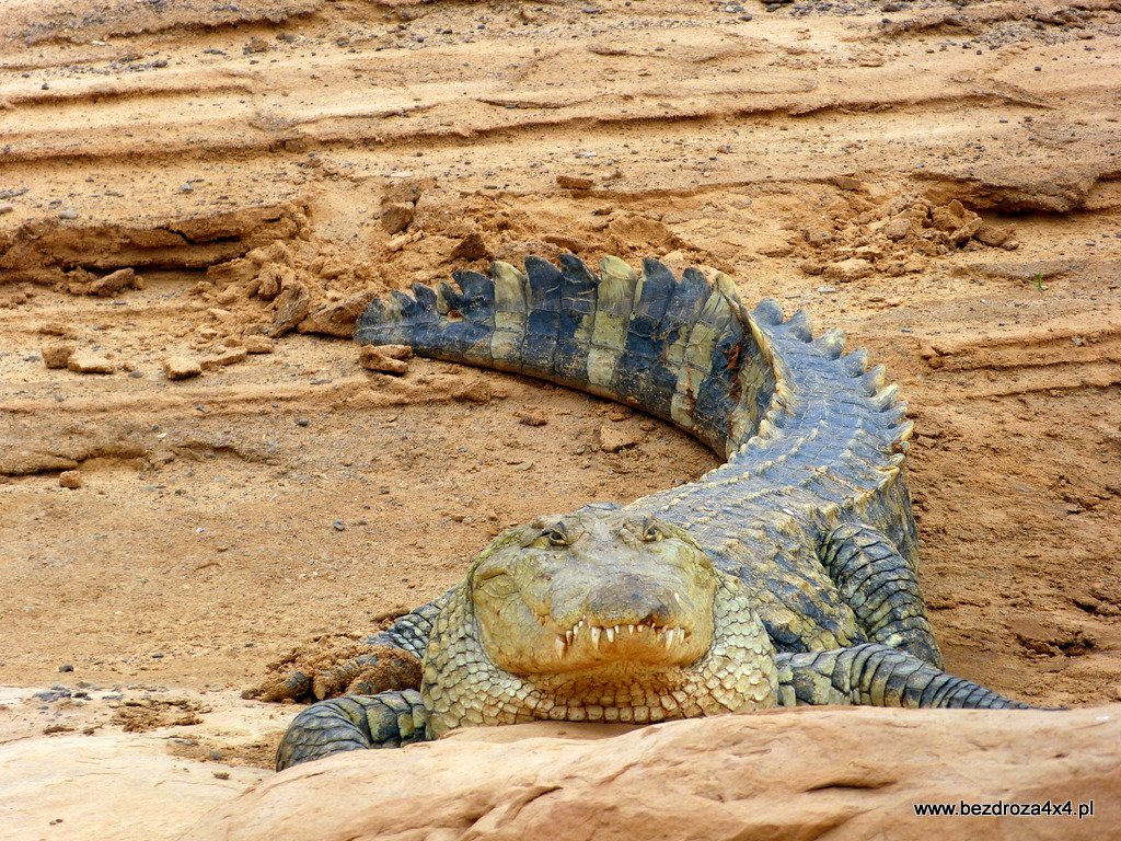 Krokodyl w Mauretanii